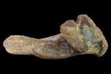 Fossil Dinosaur (Hadrosaur?) Transverse Process - South Dakota #145884-2